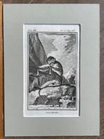 Talapoin / Dwergmeerkatten - Buffon 1770 aap / apen, Antiek en Kunst, Ophalen of Verzenden
