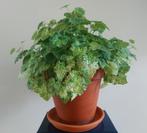 Volle kamerplant Kindje-op-moeders-schoot in terracottapot, Huis en Inrichting, Kamerplanten, Ophalen, Overige soorten, Halfschaduw