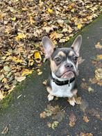 Franse bulldog, Dieren en Toebehoren, 15 weken tot 1 jaar, Reu, Parvo, Bulldog