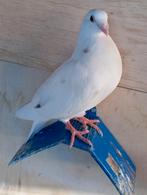 Bastaard kropper en vliegtype hoogvlieger, Dieren en Toebehoren, Vogels | Duiven, Meerdere dieren, Overige soorten