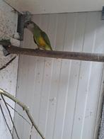 Bonteboer papegaai pop, Dieren en Toebehoren, Vogels | Parkieten en Papegaaien, Vrouwelijk, Papegaai, Geringd