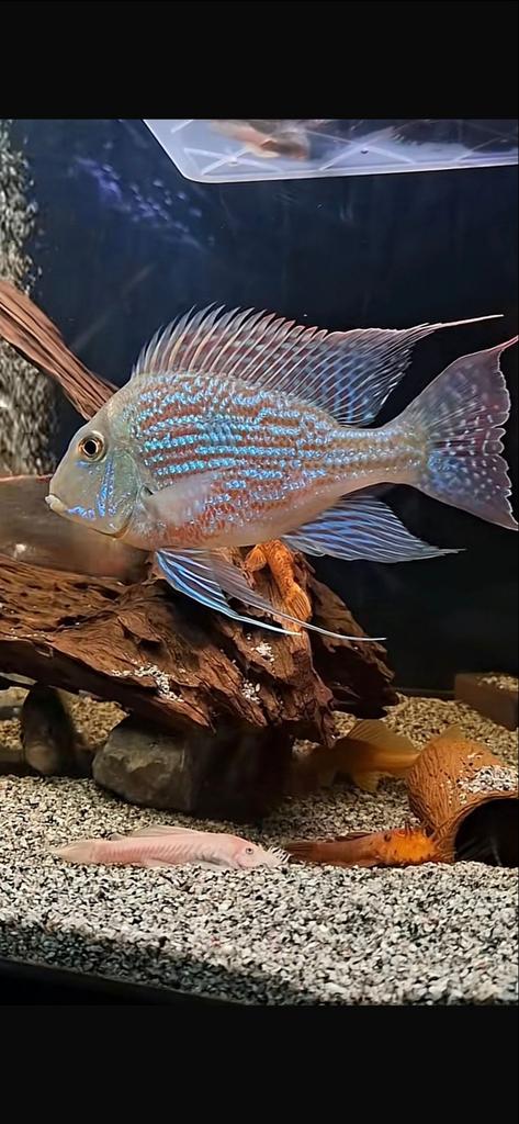 Te koop geophagus, Vis