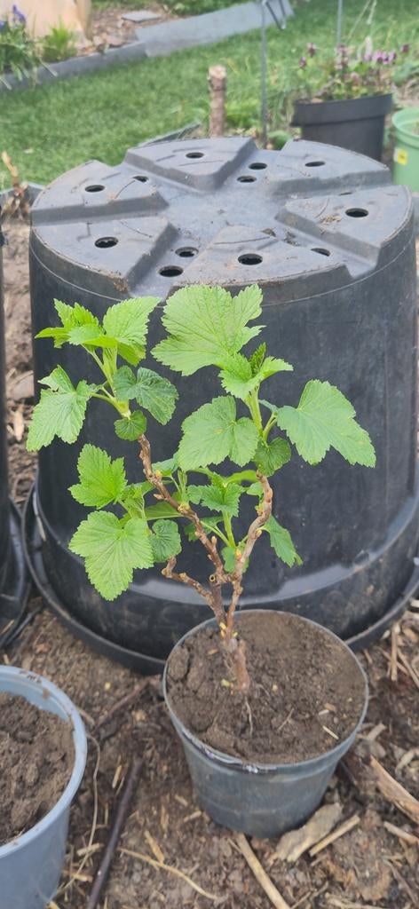 Rode en zwarte bes struikjes, Tuin en Terras, Planten | Fruitbomen, Ophalen, Minder dan 100 cm, Overige soorten, Zomer