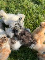 Usa zijdehoen🐥hennen 5wk geent💯% hen garantie mogelijk✅, Dieren en Toebehoren, Pluimvee