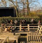 Diverse Hennen en Hanen, Dieren en Toebehoren, Pluimvee, Meerdere dieren, Kip