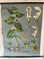Schoolplaat Witte Dovenetel -Jung Kovh Quentell, Antiek en Kunst, Antiek | Schoolplaten, Ophalen of Verzenden, Natuur en Biologie