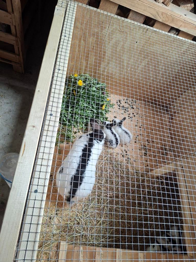Lieve jonge konijntjes (lotharinger), Dieren en Toebehoren, Konijnen, Meerdere dieren, Groot
