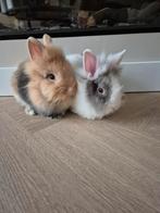 2 Leeuwenkop Konijnen, Dieren en Toebehoren, Konijnen, Vrouwelijk