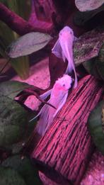 GEZOCHT: L144 Snow white longfin volwassen ancitrus, Dieren en Toebehoren