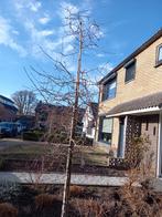 Pyrus salicifolia pendula beveerd 15cm treurwilg sierpeer, Treurboom, Lente, 250 tot 400 cm, Ophalen