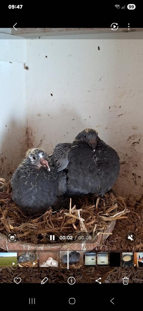 Gratis postduiven. 11x vandaag ophalen zo mee, Dieren en Toebehoren, Meerdere dieren
