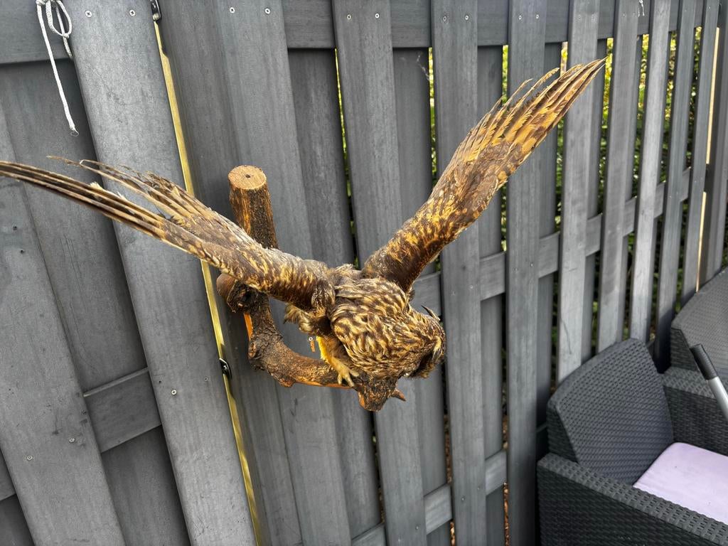 Opgezette uil - Prachtig exemplaar voor verzamelaars, Verzamelen, Ophalen, Gebruikt, Vogel, Opgezet dier