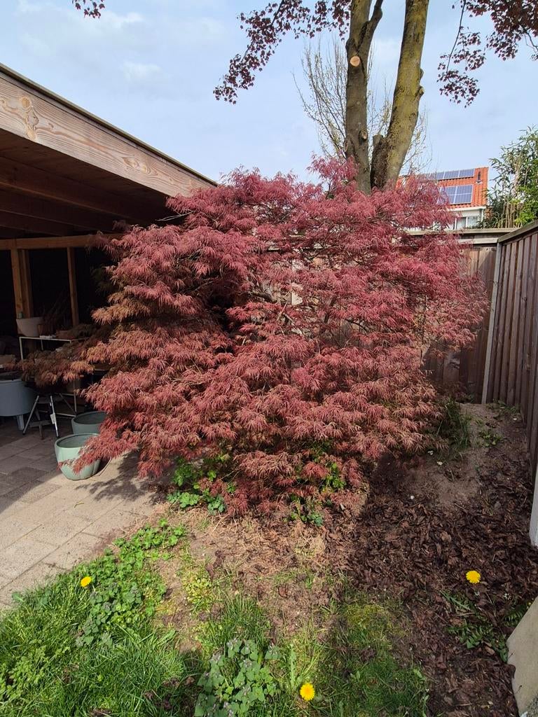 Prachtige grote Japanse Esdoorn te koop, Ophalen, Bloeit niet, Overige soorten, Halfschaduw