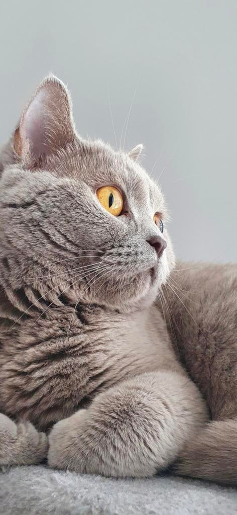 Brits korthaar (6) zoekt warm huisje, Dieren en Toebehoren, Katten en Kittens | Raskatten | Korthaar, Poes, Gechipt, 6 jaar of ouder