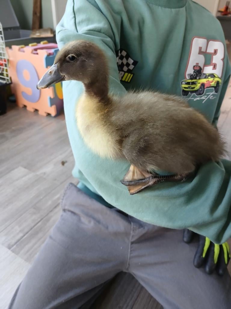 Indische Loopeendjes., Dieren en Toebehoren, Eend