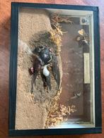 Doodgravers die zwaluw begraven, Ophalen of Verzenden, Zo goed als nieuw, Vogel, Opgezet dier