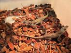 Diverse jonge koppels anolissen, Hagedis, 0 tot 2 jaar