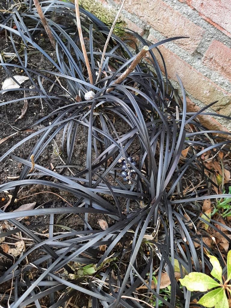 Gratis, Ophalen, Overige soorten, Volle zon