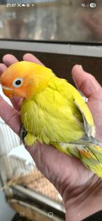 Mooie groen dilute fischeri, Geslacht onbekend, Dwergpapegaai of Agapornis, Geringd