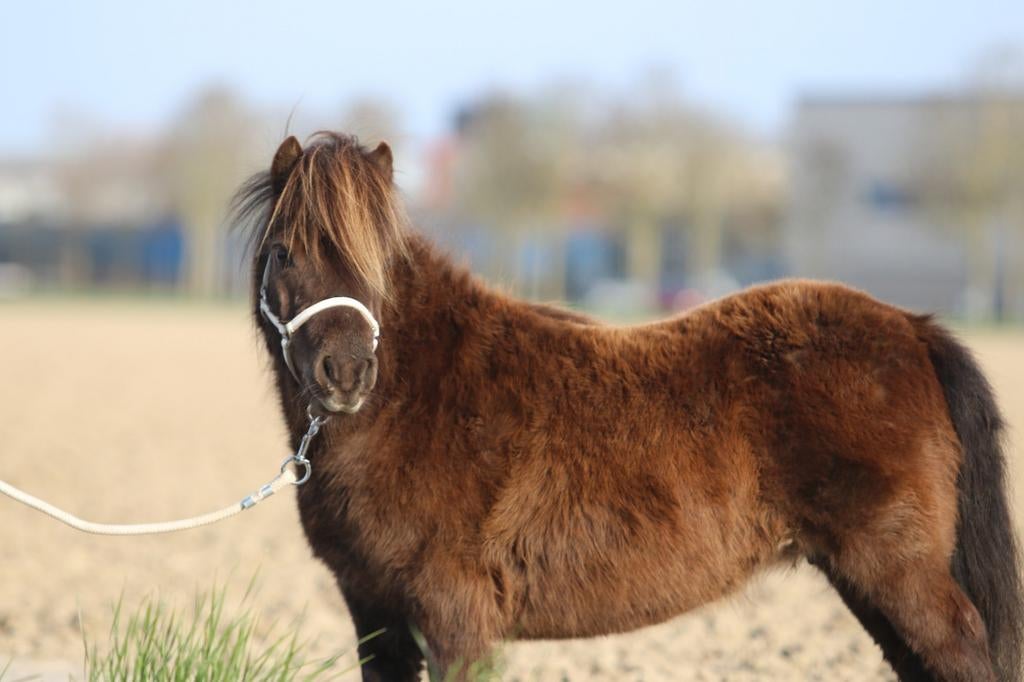 3 Prachtige, apart gekleurde shetland stamboek merries, Dieren en Toebehoren, Pony's, Merrie, Niet van toepassing, A pony (tot 1.17m)
