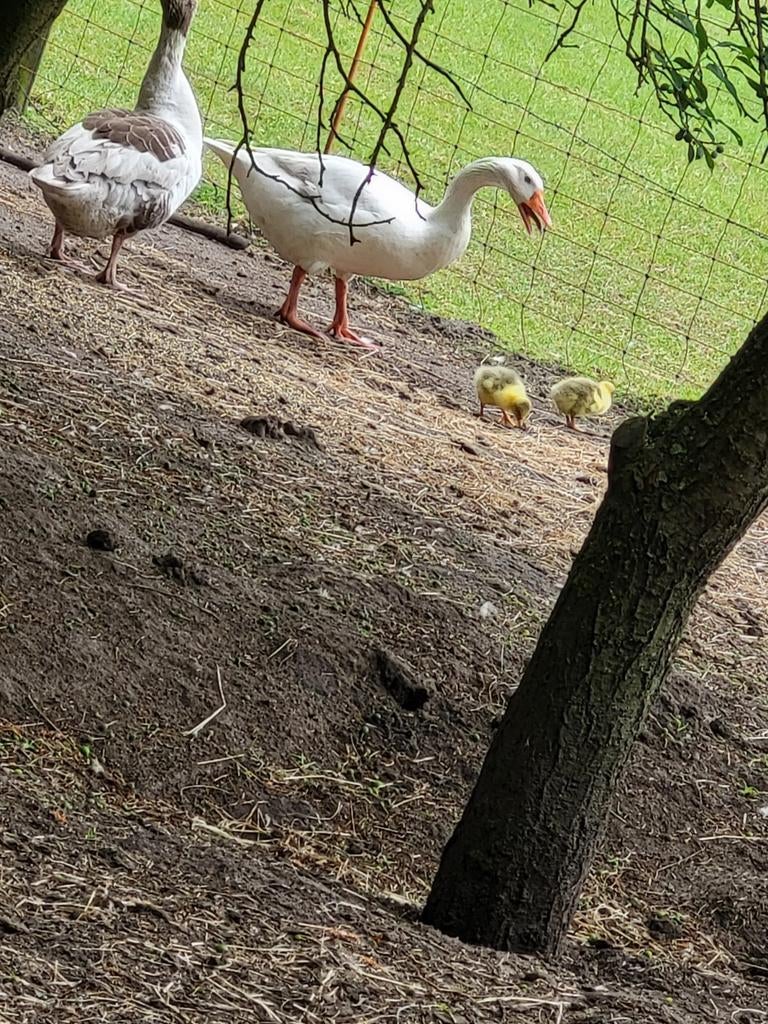 Broedeieren ganzen, Dieren en Toebehoren, Pluimvee, Geslacht onbekend, Gans of Zwaan