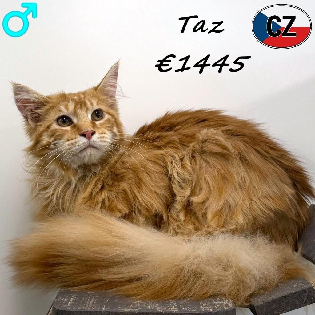 Taz, Prachtige Maine Coon te koop, Kater, Gechipt, 0 tot 2 jaar