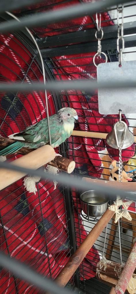 Kakariki vrouw, Vrouwelijk, Parkiet