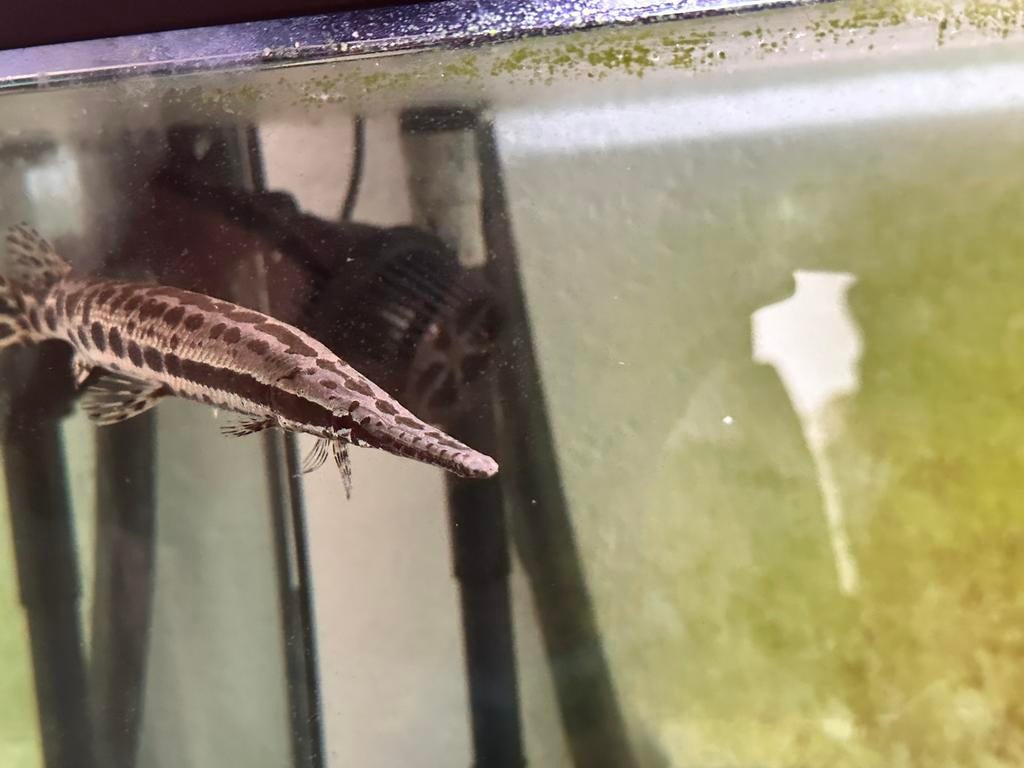 Alligator snoek, Dieren en Toebehoren, Vissen | Aquariumvissen, Vis