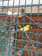 Jonge zebravinken te koop of ruilen., Dieren en Toebehoren, Vogels | Overige Vogels, Meerdere dieren