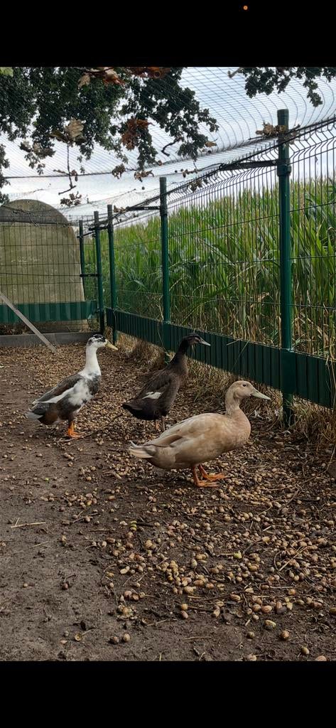 3 loopeenden, Dieren en Toebehoren, Vogels | Overige Vogels, Meerdere dieren