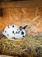 Dwerg rex voedster dalmatiner, Dieren en Toebehoren, Konijnen, Vrouwelijk, Dwerg