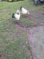 Wyandotte hanen 2 stuks, Dieren en Toebehoren, Pluimvee
