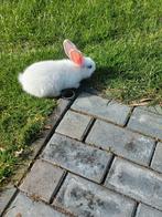 Vlaamse reuzen., Dieren en Toebehoren, Konijnen, Mannelijk, Groot