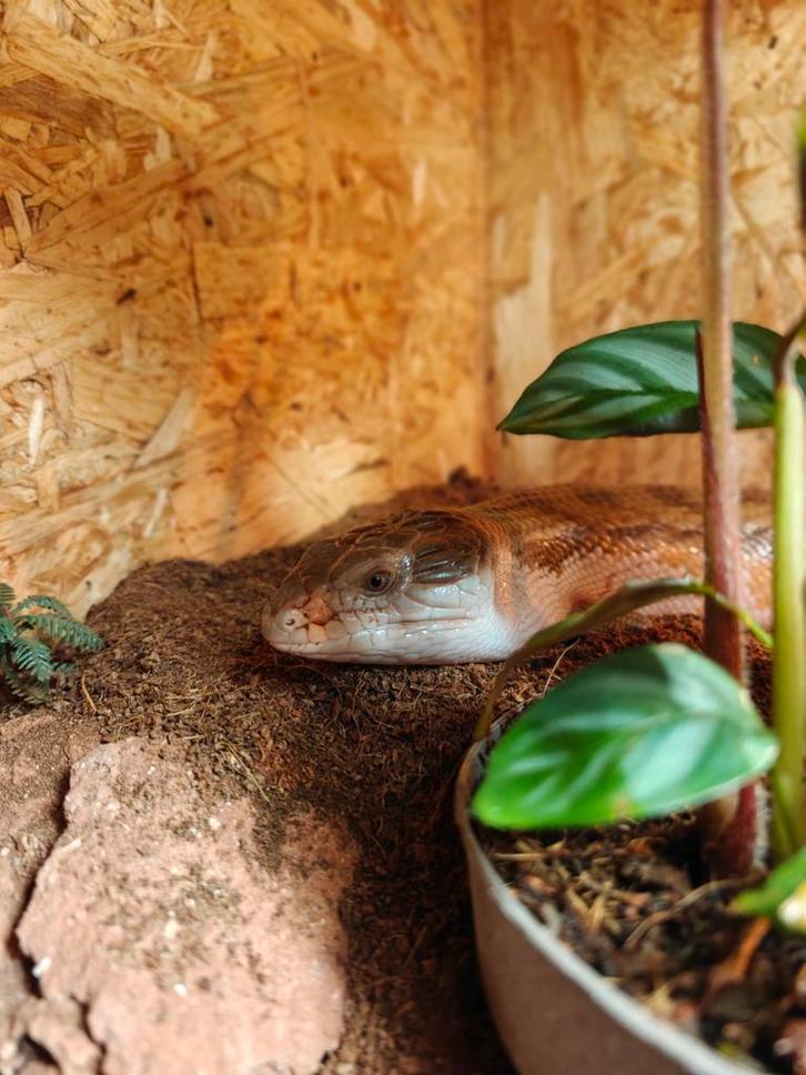 Blauwtongskink Blue Tongue Skink - unknown for sale from Mrdjon