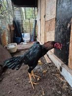 Shamo ( braziel & hint & chu shamo & osaka ), Dieren en Toebehoren, Pluimvee, Meerdere dieren, Kip