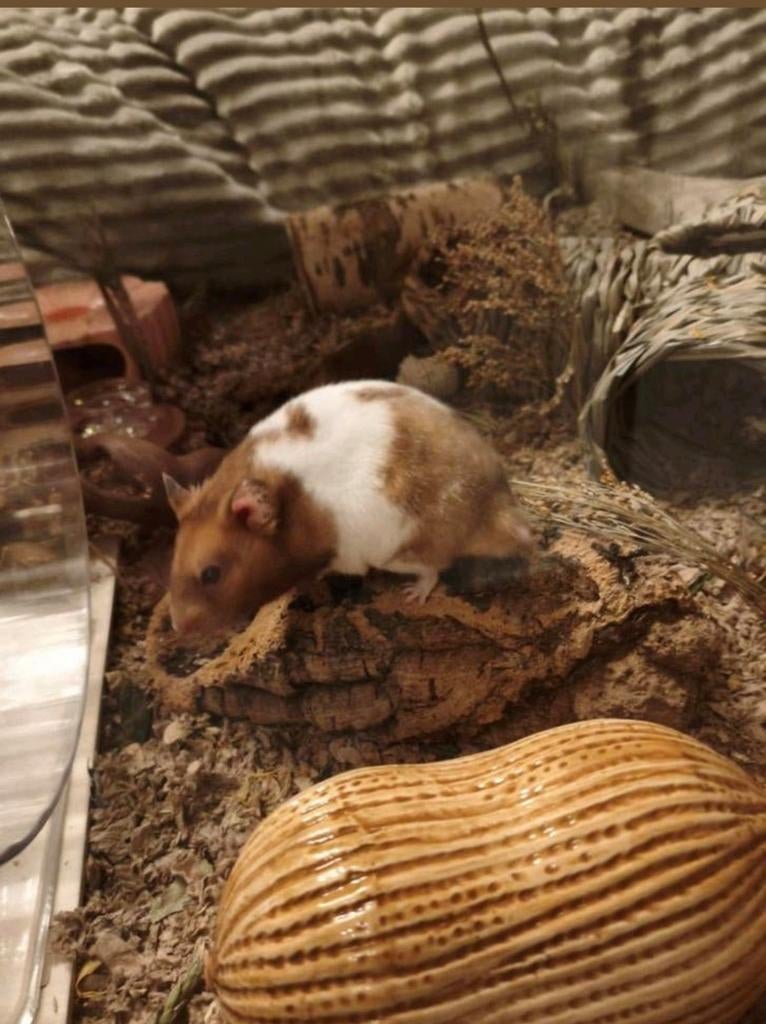 Mannelijke syrische hamster, Dieren en Toebehoren, Knaagdieren, Juli, Mannelijk, Hamster