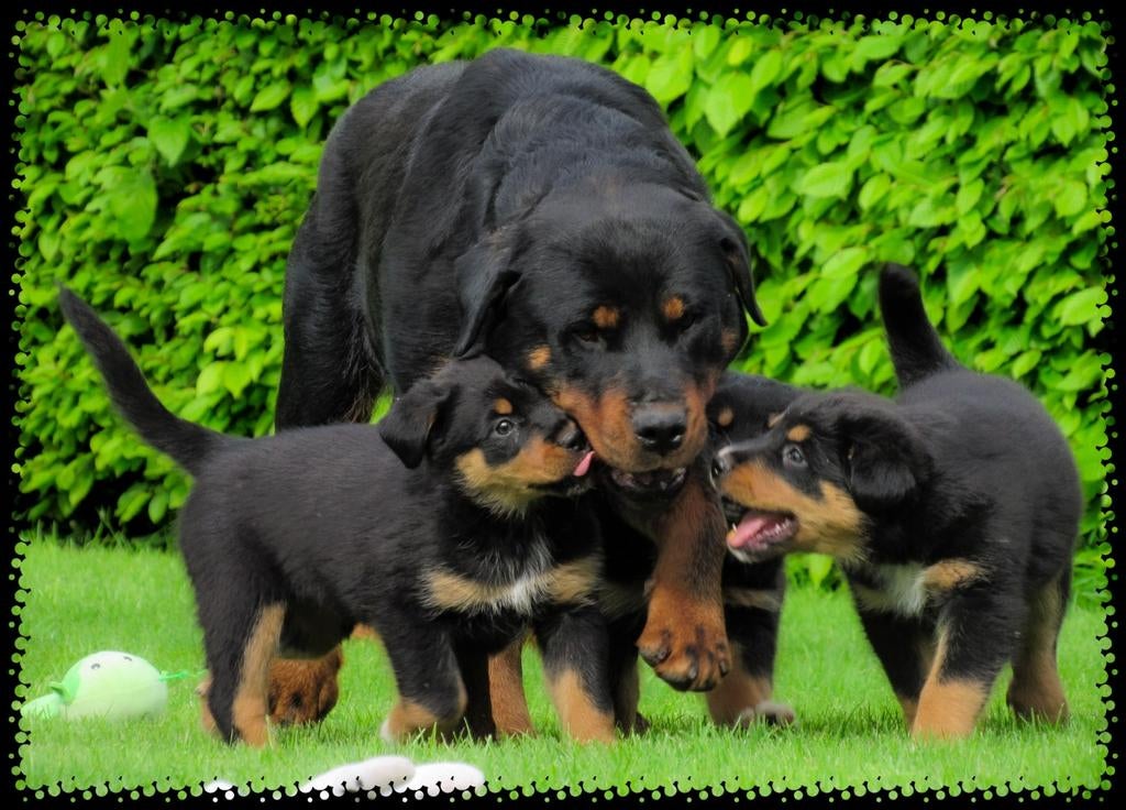 Stoere rottweiler x australische herder pups te koop, Dieren en Toebehoren, Parvo, 8 tot 15 weken, Meerdere, Meerdere dieren