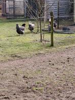 Broedeieren bleu des landes, Dieren en Toebehoren, Geslacht onbekend, Kip