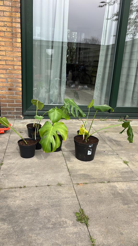 Monstera stekjes, Ophalen, Overige soorten, Volle zon