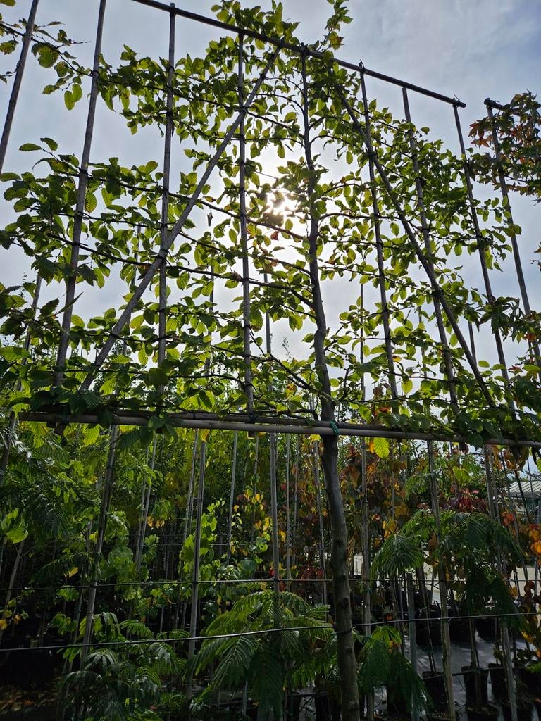 Carpinus betulus leibomen te koop! (Haagbeuk), Tuin en Terras, Planten | Bomen, Bloeit niet, Leiboom, Halfschaduw, 250 tot 400 cm