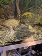 Panaque L190, Dieren en Toebehoren, Vis