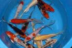 Import HQ Butterfly koi / Vlinderkoi 12 / 14 cm Koidreams, Dieren en Toebehoren, Karper of Koi
