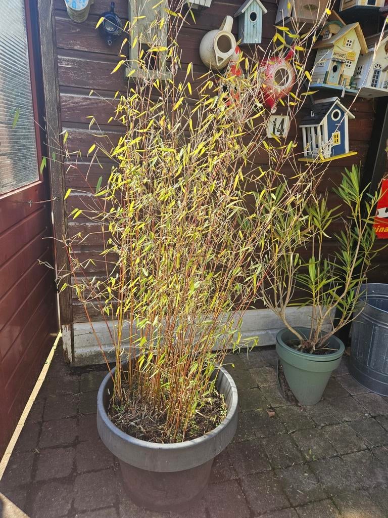 Bamboe plant in pot. Rode dwergbamboe Fargesia Jiuzhaigou, Tuin en Terras, Planten | Tuinplanten, Overige soorten, Halfschaduw