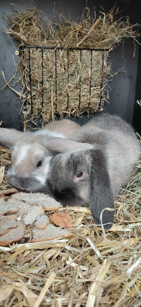 Minilop nhd konijntjes, Dieren en Toebehoren, Meerdere dieren, Dwerg