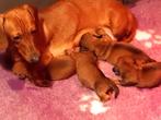 Prachtige dwerg teckeltjes (nog 3), 8 tot 15 weken, Korthaar, Dwerg, Meerdere