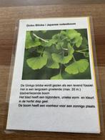 Ginko Biloba Japanse notenboom PAUL’S PLANTJES, Bloeit niet, Minder dan 100 cm, Ophalen, In pot