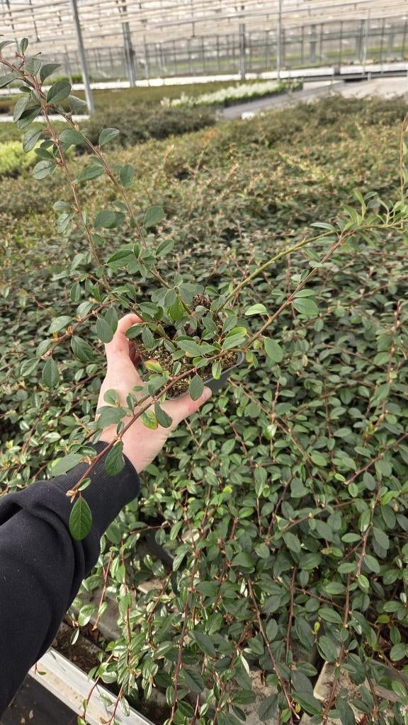 Cotoneaster Miranda dammeri - dwergmispel - zware plant, Tuin en Terras, Planten | Tuinplanten, Bodembedekkers, Volle zon, Vaste plant