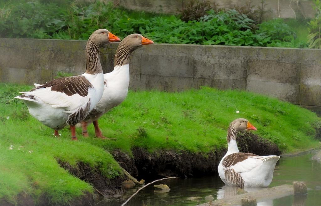 Twente landganzen broedeieren te koop, Dieren en Toebehoren, Kip