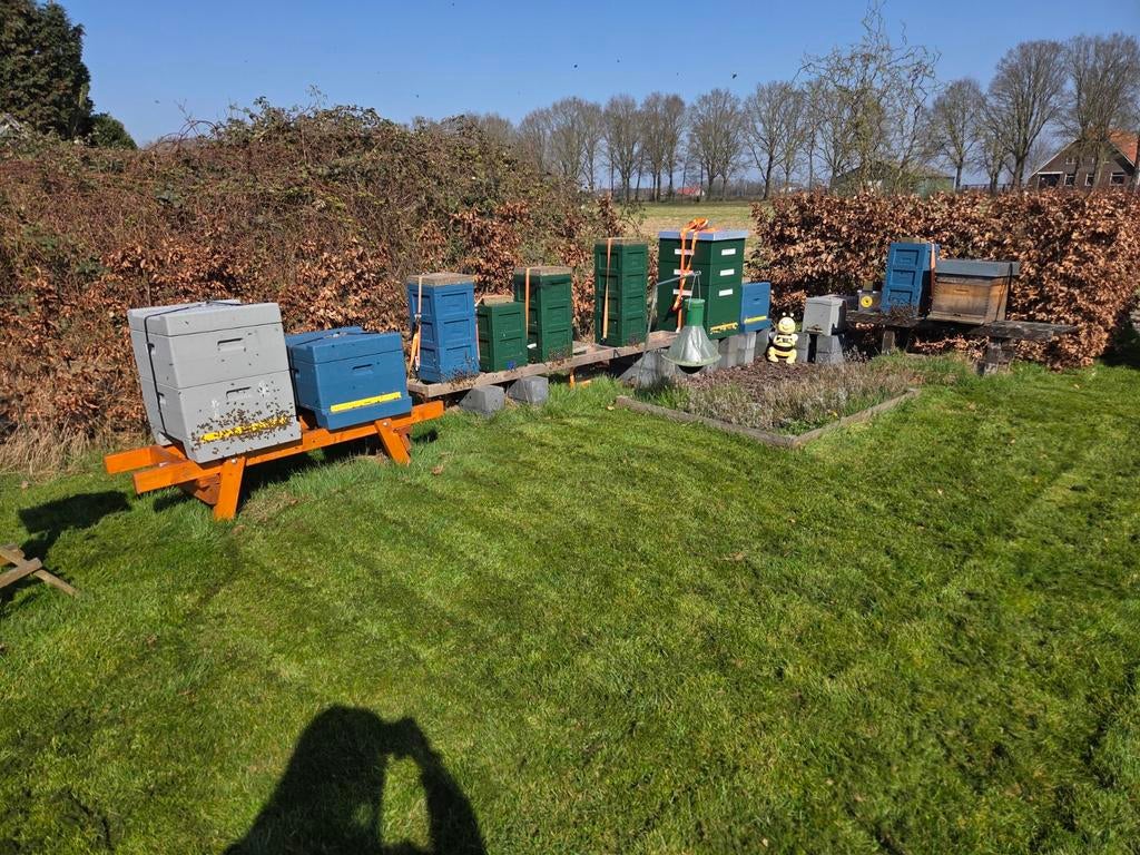 Simplex Buckfast P-moer F0 P0, Dieren en Toebehoren, Bijen