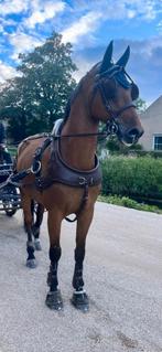 Arden kunststof marathontuig Frans gareel  mt Full (zgan), Ophalen, Zo goed als nieuw, Overige soorten